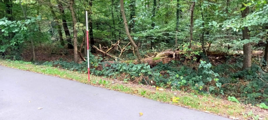 Waldgrundstück in Bonn-Kessenich – Auf dem Birkenbusch